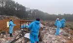 Thanh Hóa lập đội phản ứng nhanh xử lý dịch tả lợn Châu Phi