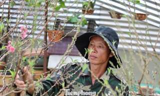 Người trồng đào Tết 'nín thở' canh thời tiết, canh hoa nở