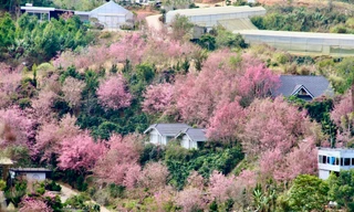 Mai anh đào bung nở rực rỡ khắp buôn làng