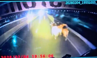 Đàn bò chạy tán loạn trên cao tốc Vĩnh Hảo - Phan Thiết sau khi rơi từ xe tải