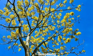 Phượng vàng bung nở rực rỡ trên cao nguyên Bảo Lộc