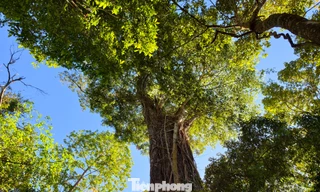 Tận thấy 'thần mộc' hàng nghìn năm tuổi ẩn mình trên núi cao Lâm Đồng