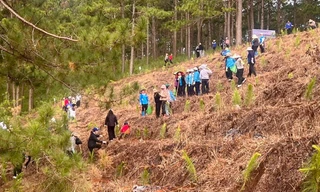 Lâm Đồng trồng mới hàng nghìn cây xanh bảo vệ môi trường