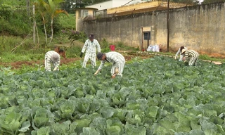 Phạm nhân Trại giam số 1 lao động sản xuất.