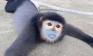 Một cá thể động vật nằm trong Sách đỏ Việt Nam và thế giới vừa được cứu