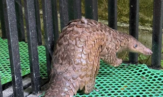 Người đàn ông quay phim con vật lạ, nhờ kiểm lâm hỗ trợ