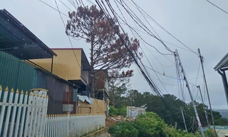 Nhiều cây thông cổ thụ ở Lâm Đồng chết khô 