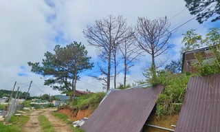 Thông tin mới về vụ nhiều cây thông cổ thụ chết khô bất thường ở Lâm Đồng