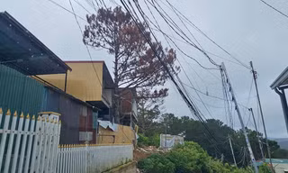 Nhiều cây thông cổ thụ ở Lâm Đồng chết khô 