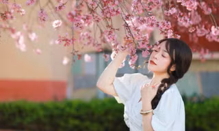 Hơn 20.000 người dùng bản đồ số ngắm hoa mai anh đào Đà Lạt