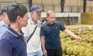 Chuyên gia Trung Quốc giám sát vùng trồng sầu riêng Lâm Đồng 