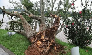 Cây phượng tím hàng chục năm tuổi bên hồ Xuân Hương Đà Lạt bị bão 13 'quật ngã' 