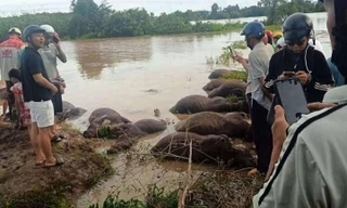 Đàn trâu chết nằm la liệt.