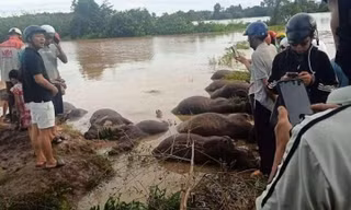 Đàn trâu chết nằm la liệt.