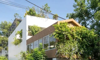 Nhà phố thiết kế mở ngập tràn cây xanh