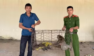 Người dân mang khỉ đuôi dài, trăn gấm đến giao nộp công an