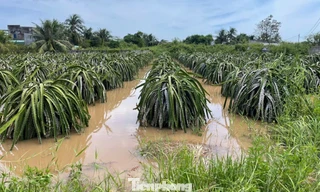 Nông dân xót xa nhìn vườn thanh long để bán Tết chìm trong 'biển nước'