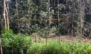 Phát hiện 'ruộng' cần sa giữa rừng sâu ở Lâm Đồng
