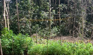 Phát hiện 'ruộng' cần sa giữa rừng sâu ở Lâm Đồng