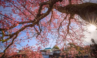 Bản đồ số hoa mai anh đào Đà Lạt giúp du khách dễ định vị điểm nở đẹp