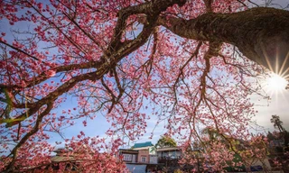 Bản đồ số hoa mai anh đào Đà Lạt giúp du khách dễ định vị điểm nở đẹp