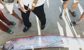 Cá hố rồng dài gần 4m còn nguyên vẹn.