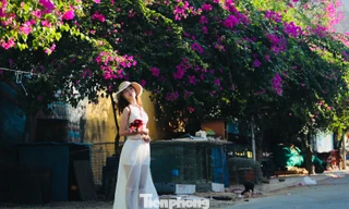 Thỏa thích check-in con đường làng chài Nha Trang rợp màu hoa giấy 