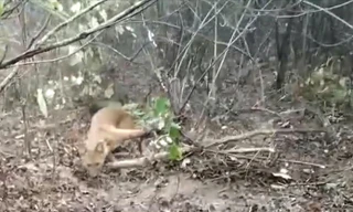  Công an tỉnh Điện Biên xác minh video vụ sói rừng sập bẫy 