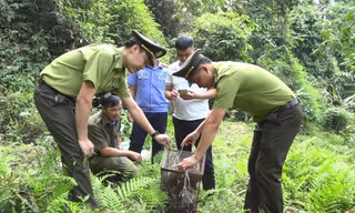 Lực lượng chức năng tiến hành thả cá thể Cu li nhỏ quý hiếm về rừng.