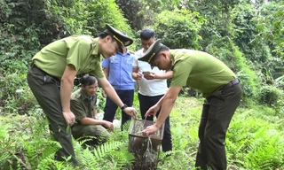 Lực lượng chức năng tiến hành thả cá thể Cu li nhỏ quý hiếm về rừng.