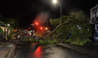 Cây xanh bật gốc nằm chắn hết đường giao thông tại phường Mỹ Phong, tỉnh Đồng Tháp vào chiều tối ngày 21/7.