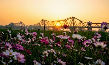 Miền hoa đẹp như tranh dưới chân cầu Long Biên
