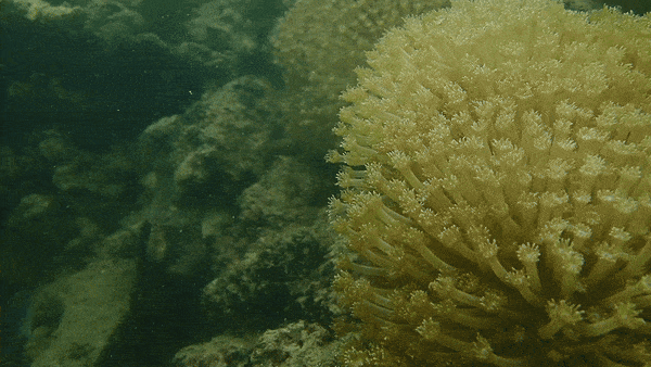 Tổng diện tích rạn ước tính khoảng 85ha, rạn san hô phân bố rải rác và thường nhỏ, hẹp. Các khu vực có rạn san hô tốt là đảo Áng Thảm, Cát Dứa , Mũi Hồng, Ba trái đào (ở phía Đông Nam đảo Cát Bà), cụm đảo Đầu Bê - Hang Trai và Long Châu.