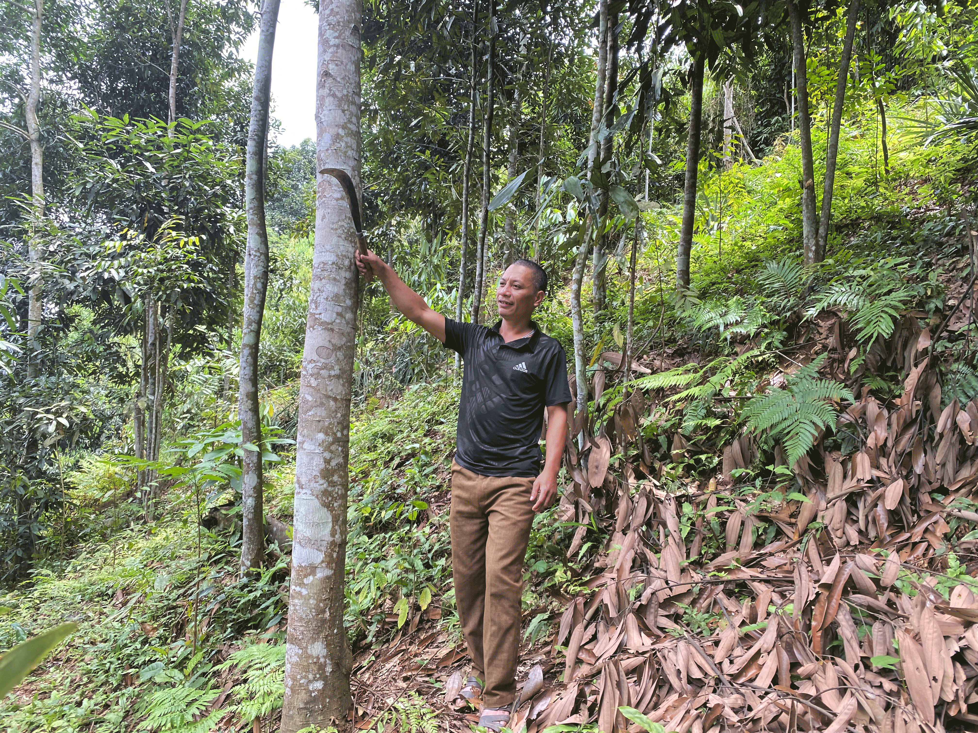 Dự tính sau vài năm nữa, gia đình anh Hoàng Xuân Tài thôn Khe Lắc, xã Thanh Thịnh sẽ có thu nhập khá từ rừng quế