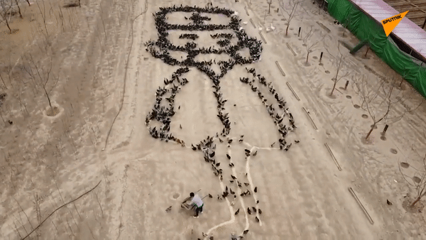 4000 con gà xếp hình cám ơn bác sĩ chiến đấu với dịch Covid-19