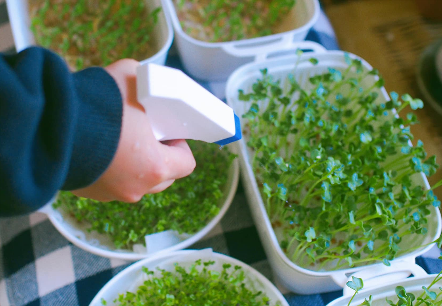 Rau tăng giá, người Hà Nội tự làm giá đỗ, rau mầm, thiết kế bữa ăn '3 ...