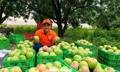 Xoài Khánh Hòa sai trĩu quả, ngọt thanh thơm nức 