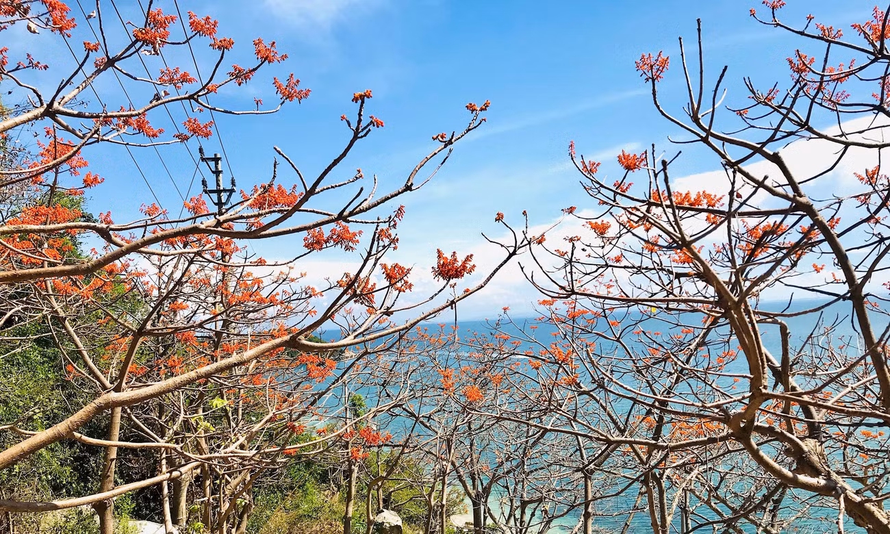 Rực rỡ hoa ngô đồng ở Cù Lao Chàm 