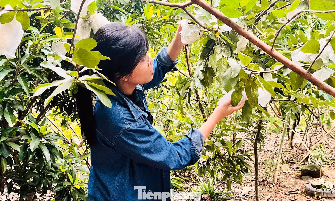 Gieo sinh kế từ những vườn cây thanh niên
