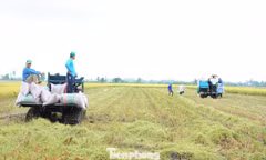 Biến đổi khí hậu gây thiệt hại khoảng 2,4 tỷ USD mỗi năm cho ĐBSCL. Dự án GORICE thúc đẩy sản xuất lúa phát thải thấp, bền vững và thích ứng khí hậu.