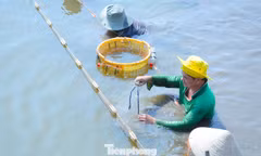 Ngành tôm cần đổi mới mô hình sản xuất, giảm phát thải, nâng cao hiệu quả tài nguyên để đáp ứng yêu cầu thị trường quốc tế và phát triển bền vững.