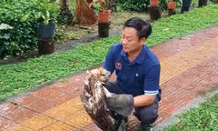 Người dân Vĩnh Long phát hiện chim Ó cá bị thương và đã tự nguyện bàn giao cho cơ quan chức năng để bảo vệ loài quý hiếm này.
