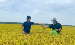 Khi đất được nuôi dưỡng, người trồng lúa đổi cách làm