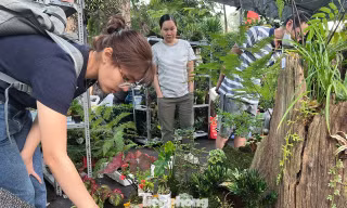 Sửng sốt ngắm kiểng lá ‘độc, lạ’ giữa lòng thành phố