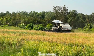 Hơn 3 tháng canh tác 1.000m² ruộng, nông dân thu chưa tới 4 triệu đồng