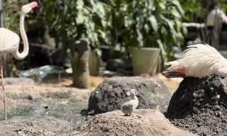 Những 'bé' thú quý hiếm chào đời ở Thảo Cầm Viên Sài Gòn