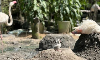 Những 'bé' thú quý hiếm chào đời ở Thảo Cầm Viên Sài Gòn