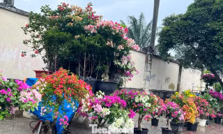 Hoa Tết về phố, 'bỏng tay' giá bưởi Diễn ở TPHCM