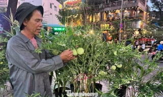 Rau trái thành kiểng Tết hút khách