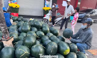 Giá dưa hấu Tết 'rơi tự do' 5.000 đồng/kg 